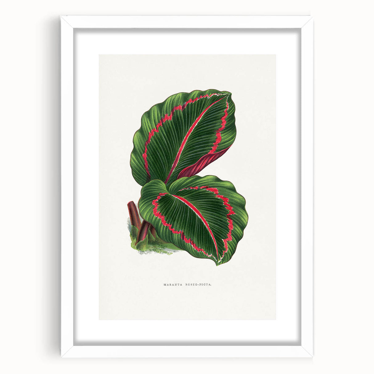 Romanticism Art: Green Corona Plant by Lydon & Fawsett