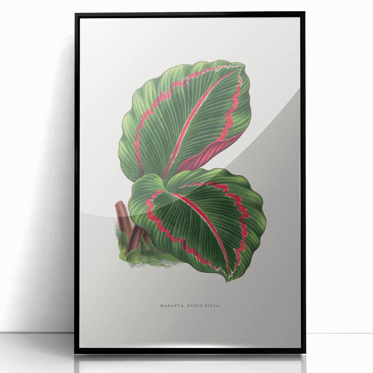 Romanticism Art: Green Corona Plant by Lydon & Fawsett