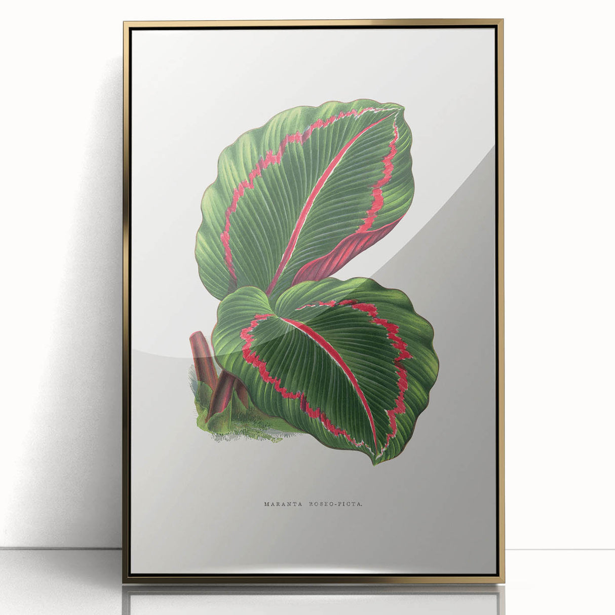 Romanticism Art: Green Corona Plant by Lydon & Fawsett