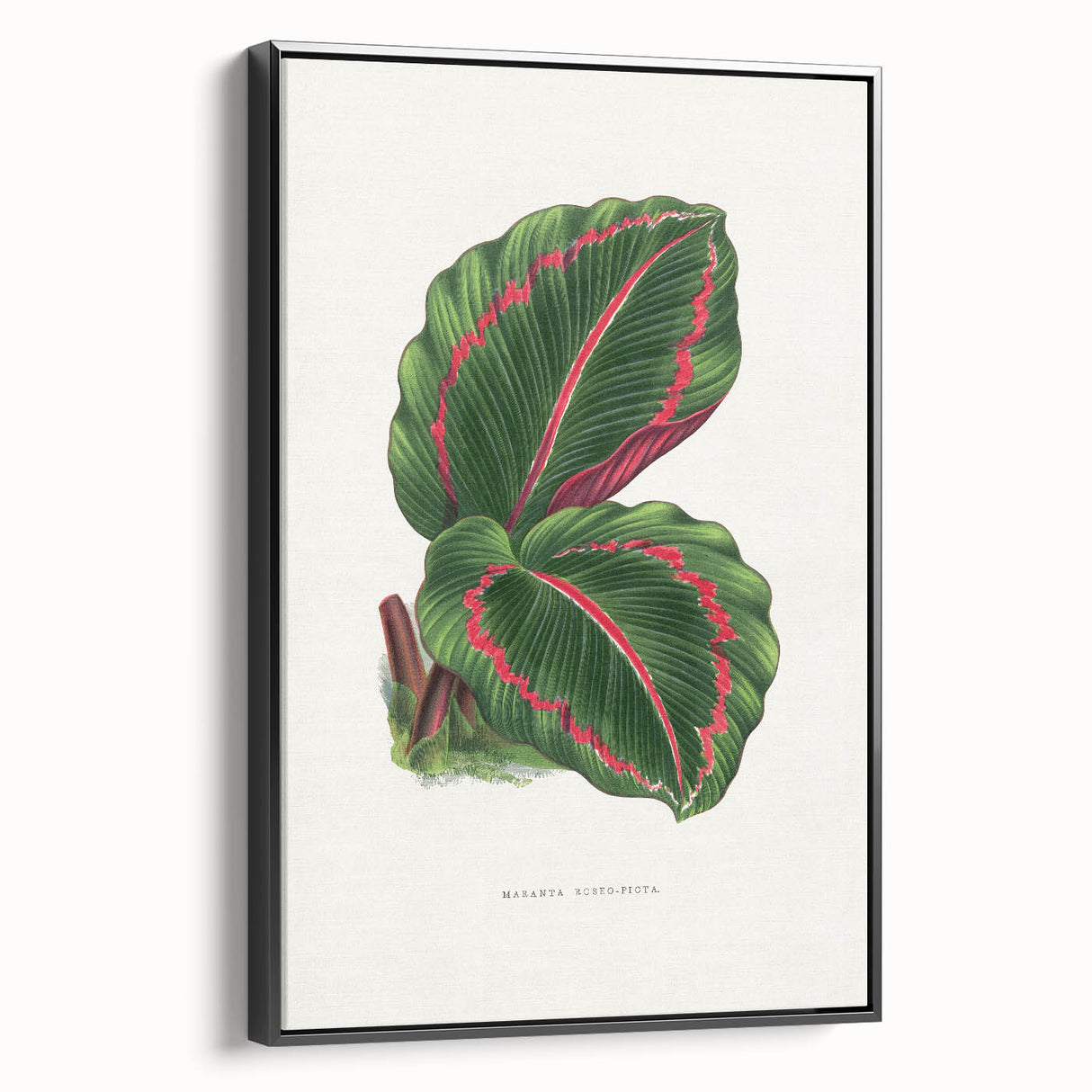 Romanticism Art: Green Corona Plant by Lydon & Fawsett