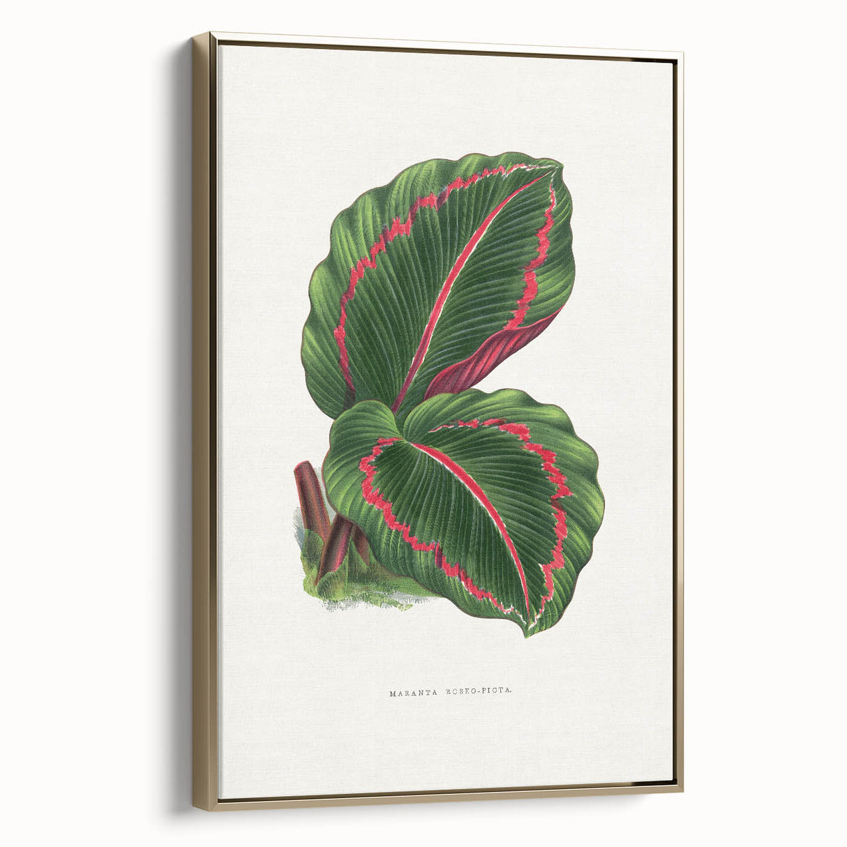 Romanticism Art: Green Corona Plant by Lydon & Fawsett