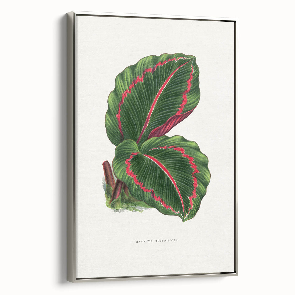 Romanticism Art: Green Corona Plant by Lydon & Fawsett