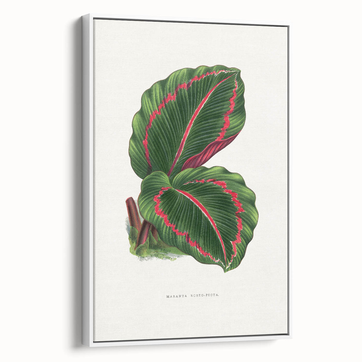 Romanticism Art: Green Corona Plant by Lydon & Fawsett