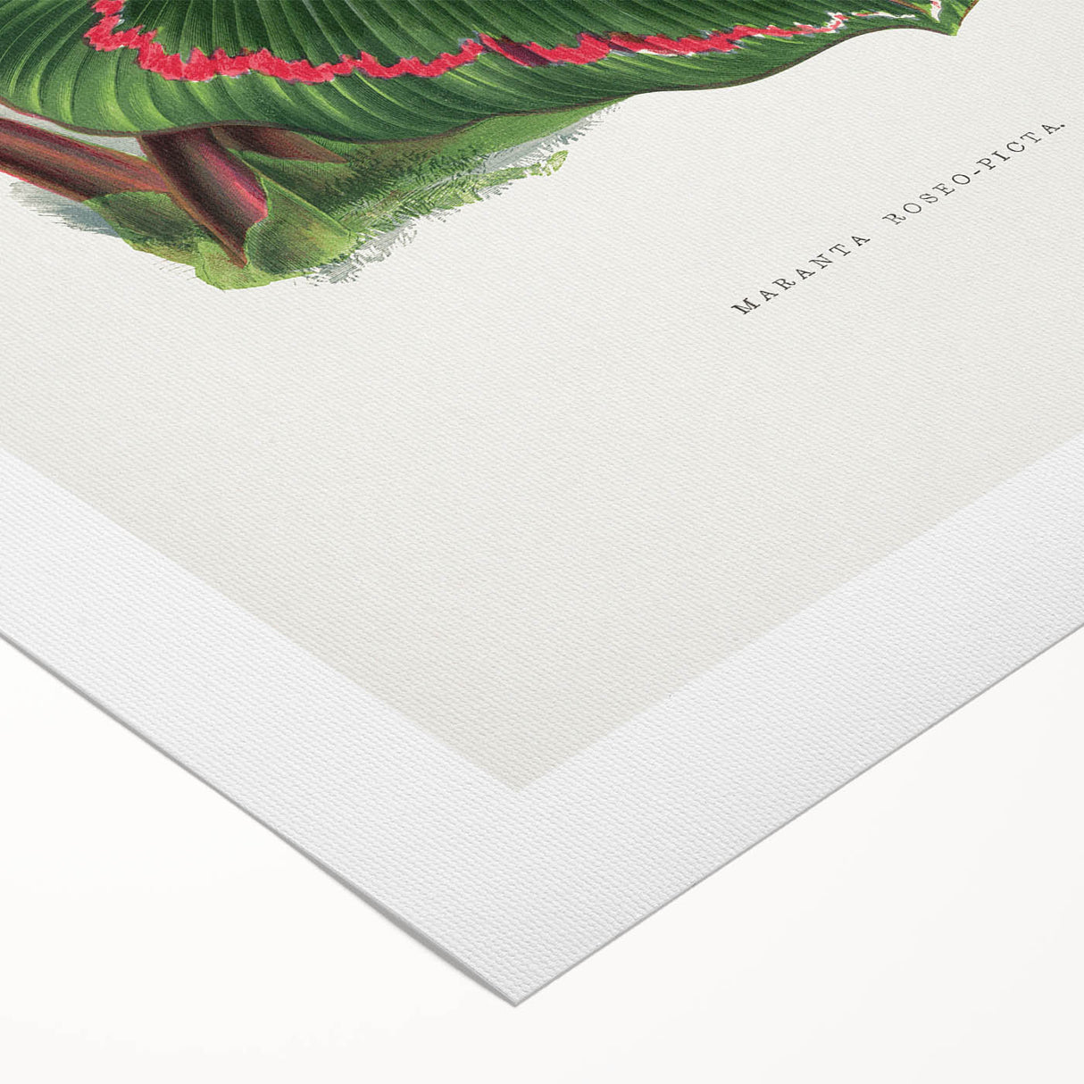 Romanticism Art: Green Corona Plant by Lydon & Fawsett