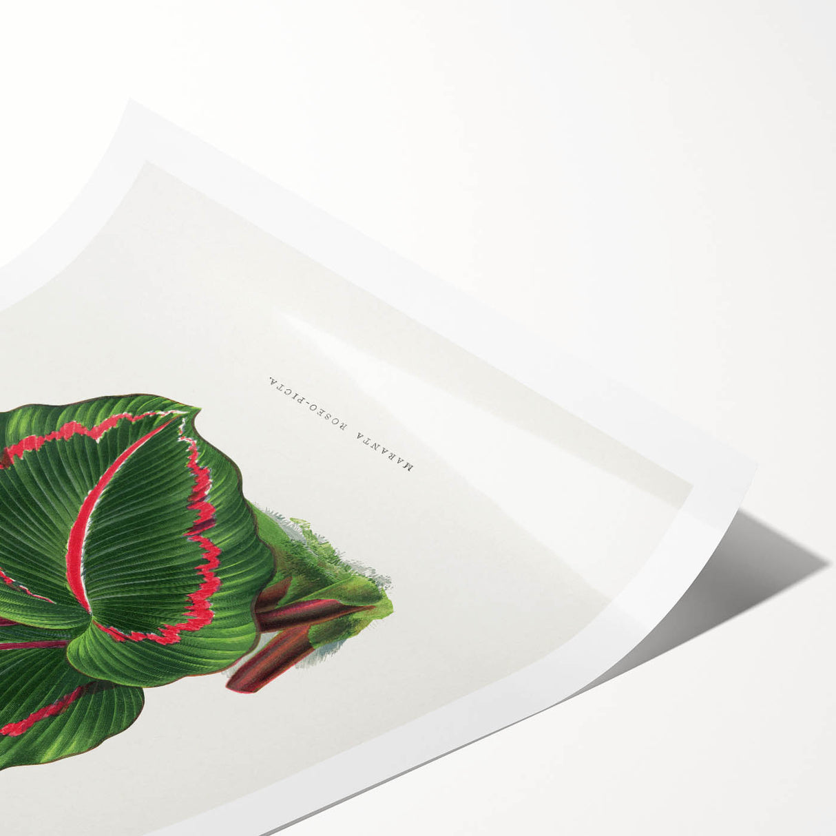 Romanticism Art: Green Corona Plant by Lydon & Fawsett