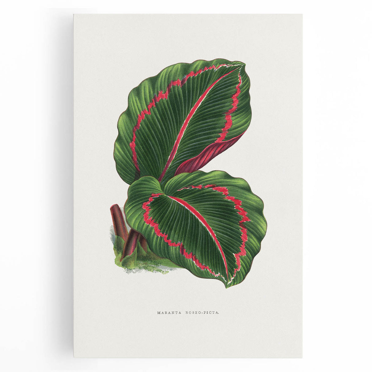 Romanticism Art: Green Corona Plant by Lydon & Fawsett