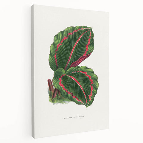 Romanticism Art: Green Corona Plant by Lydon & Fawsett