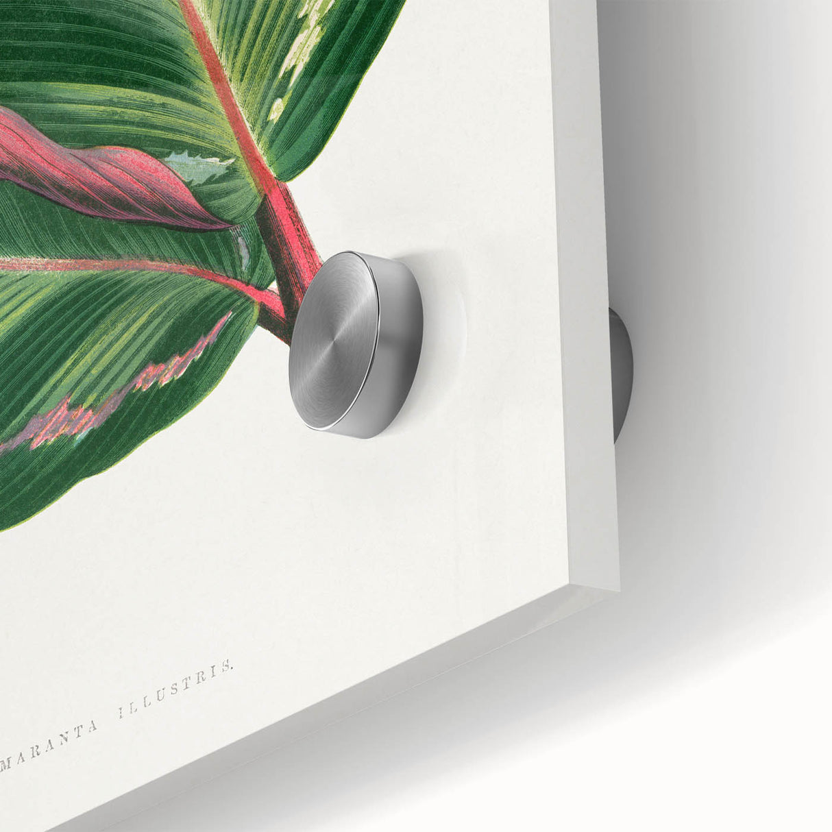 Romanticism Art Print: Maranta Illustris Leaf - Botanical Wall Art