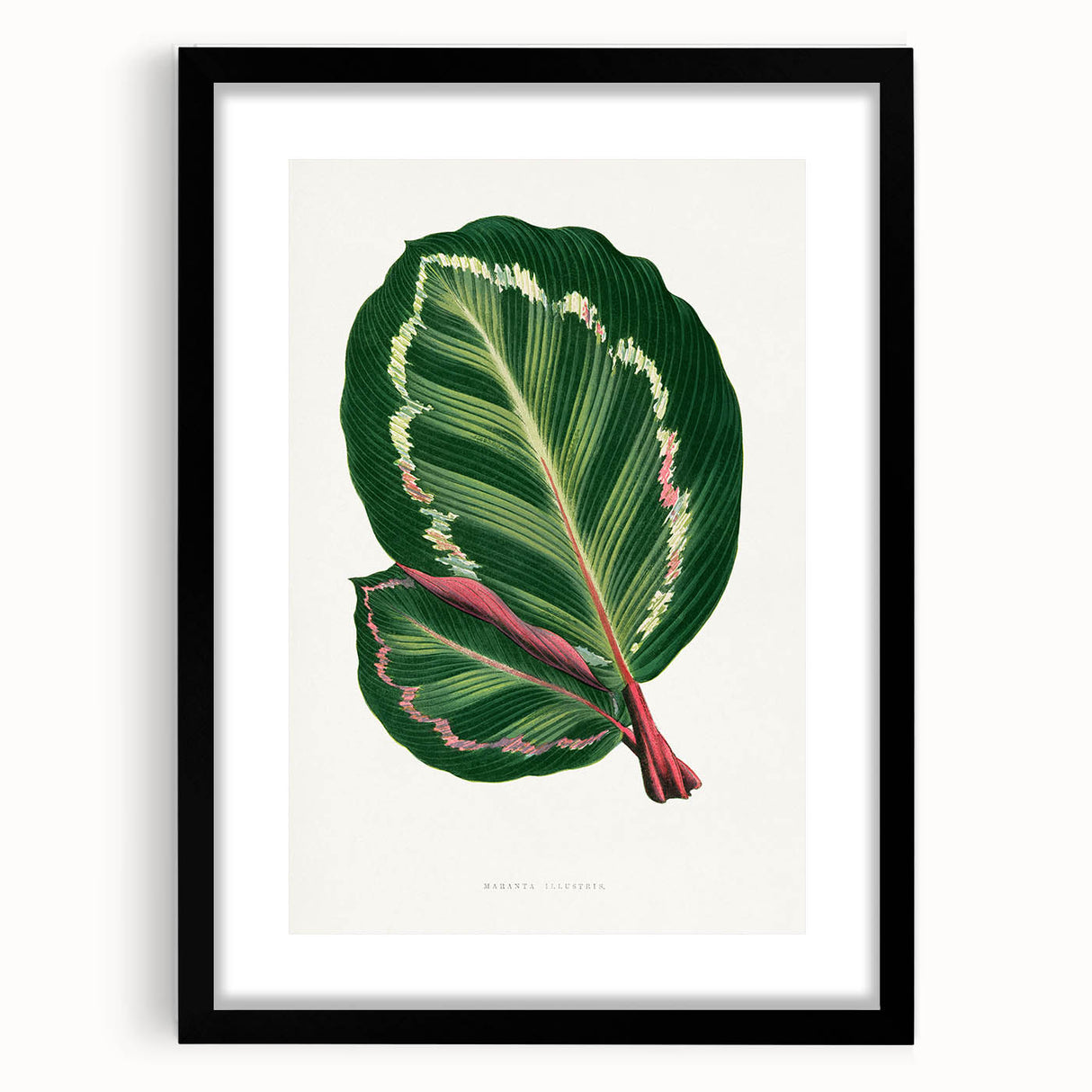Romanticism Art Print: Maranta Illustris Leaf - Botanical Wall Art