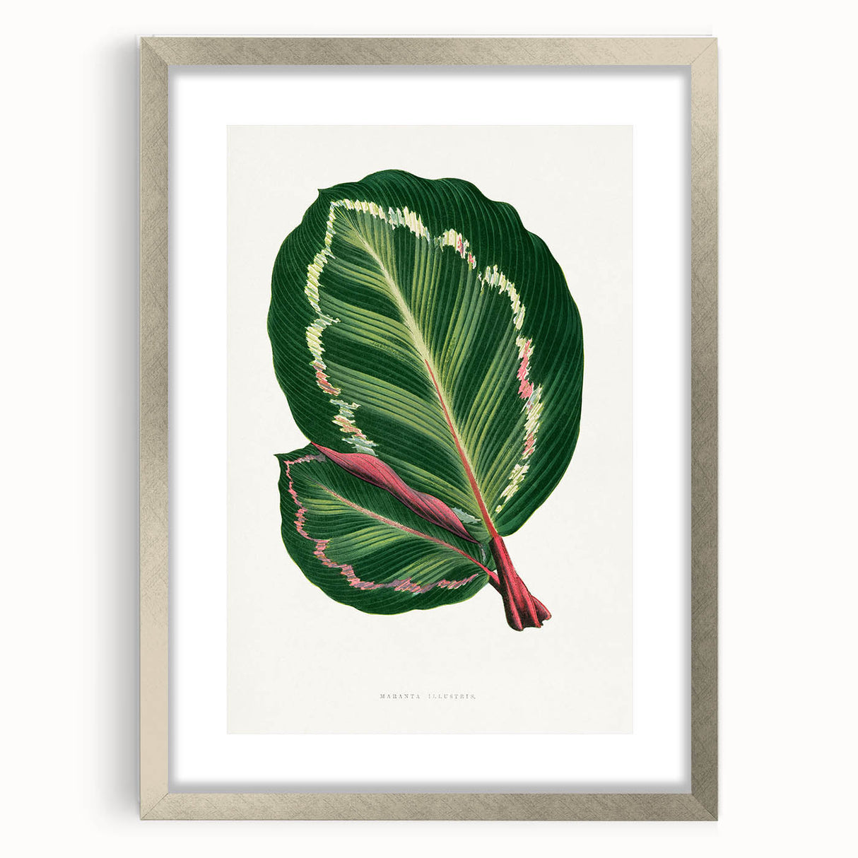 Romanticism Art Print: Maranta Illustris Leaf - Botanical Wall Art