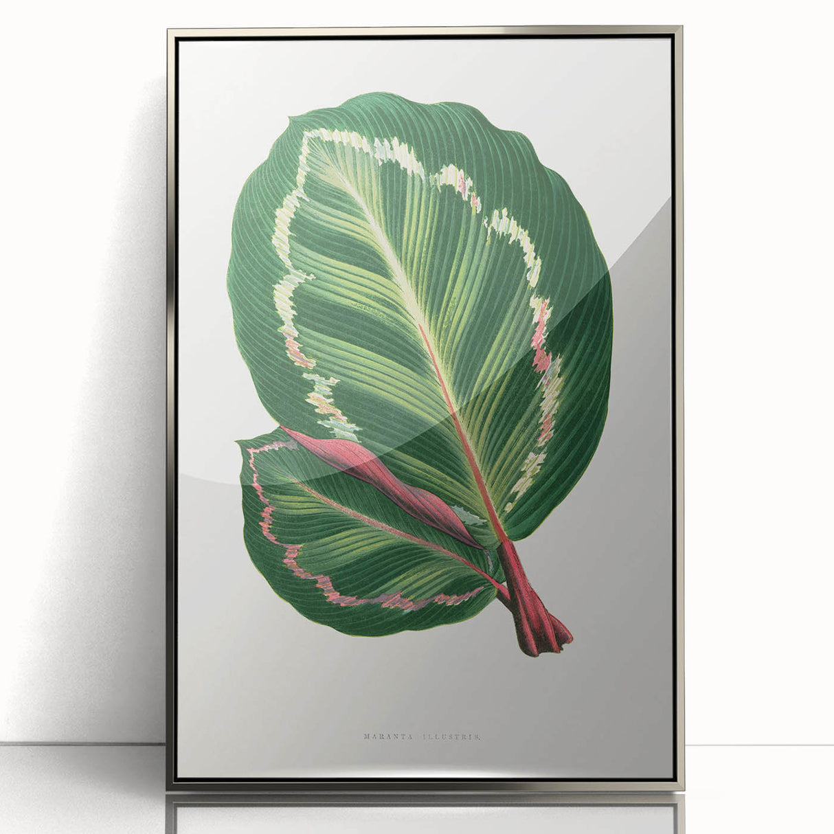 Romanticism Art Print: Maranta Illustris Leaf - Botanical Wall Art