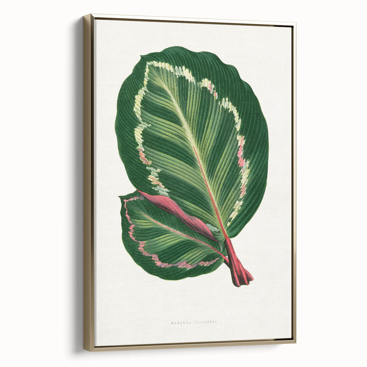 Romanticism Art Print: Maranta Illustris Leaf - Botanical Wall Art
