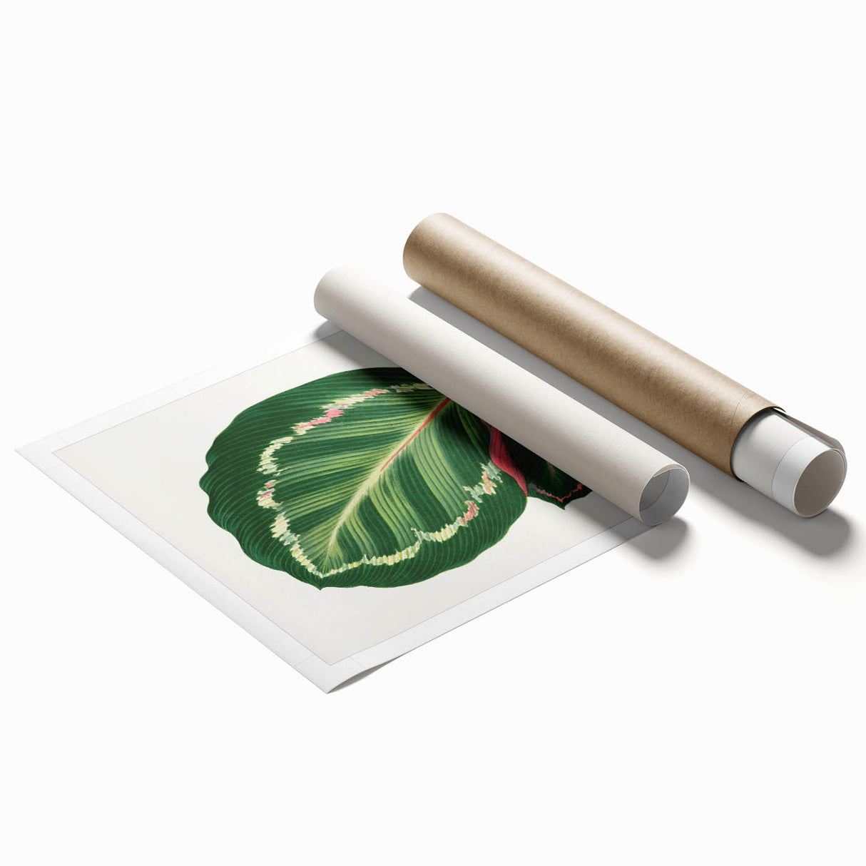 Romanticism Art Print: Maranta Illustris Leaf - Botanical Wall Art