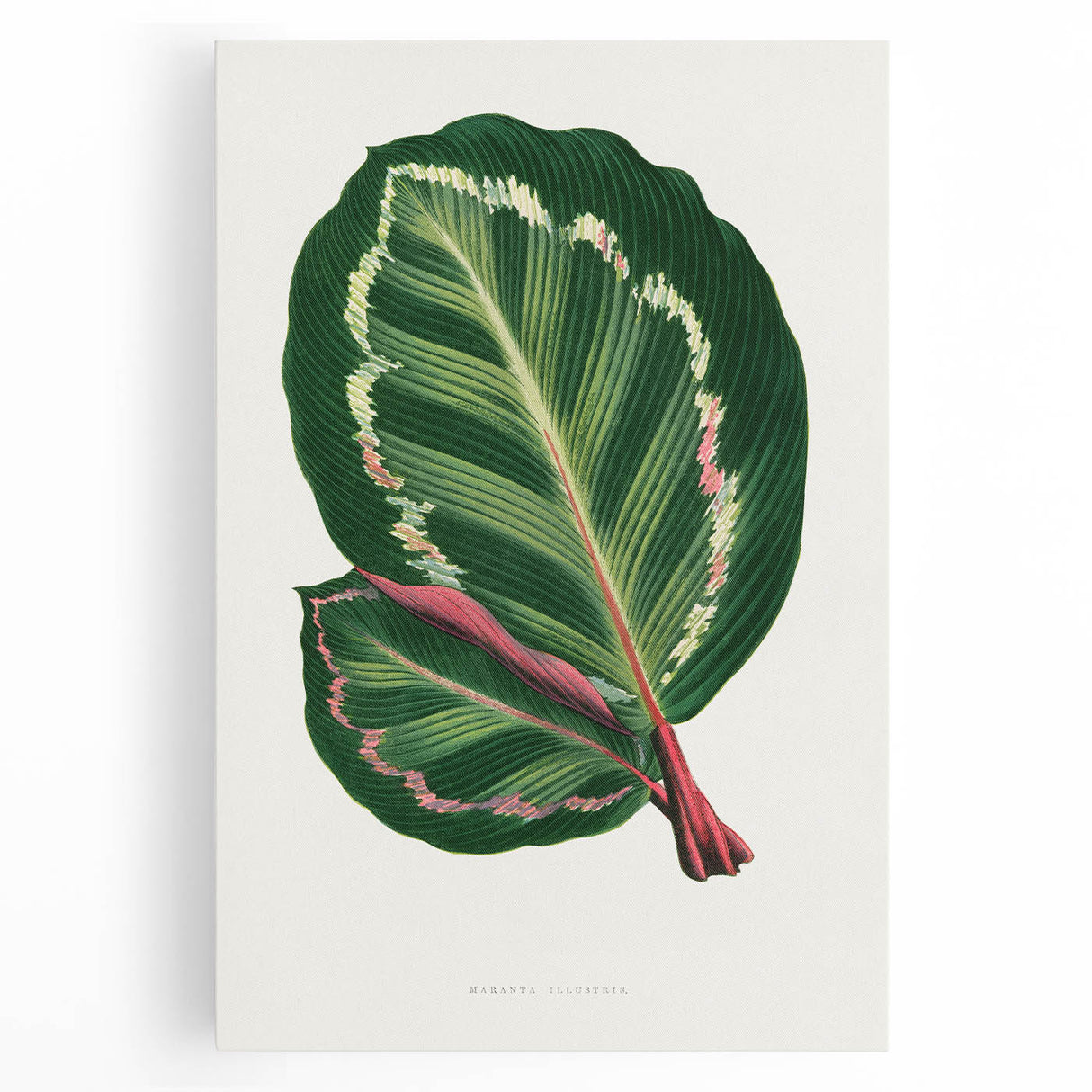 Romanticism Art Print: Maranta Illustris Leaf - Botanical Wall Art