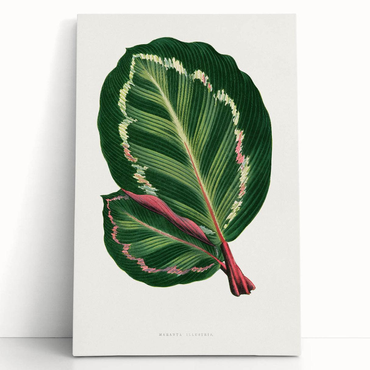 Romanticism Art Print: Maranta Illustris Leaf - Botanical Wall Art