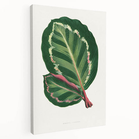 Romanticism Art Print: Maranta Illustris Leaf - Botanical Wall Art