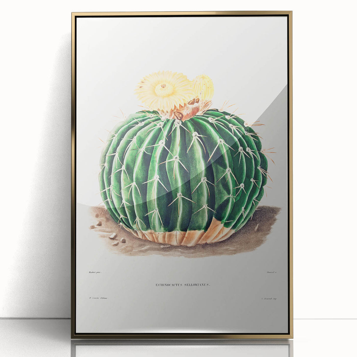 Classic Romantic Paintings: Parodia Sellowii Floral Wall Art