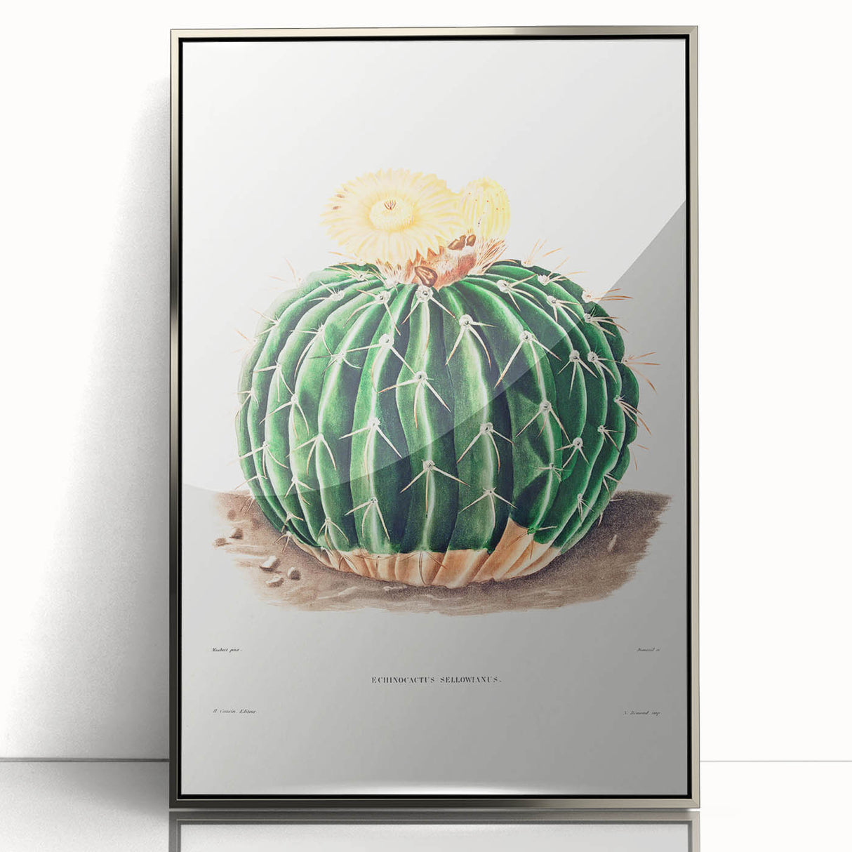 Classic Romantic Paintings: Parodia Sellowii Floral Wall Art