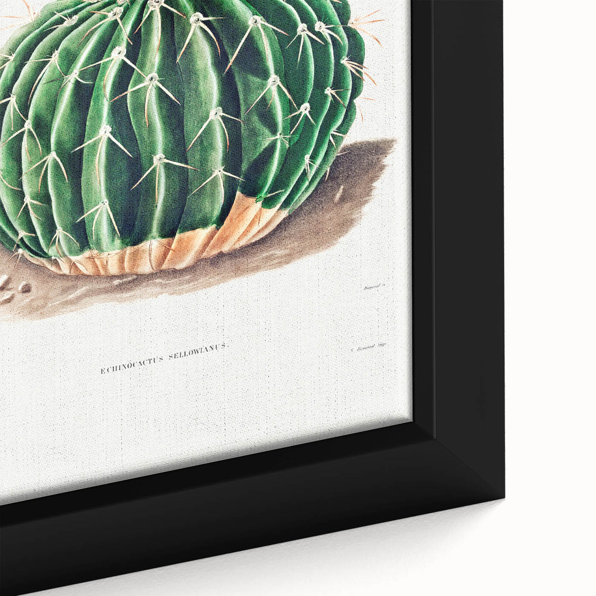 Classic Romantic Paintings: Parodia Sellowii Floral Wall Art