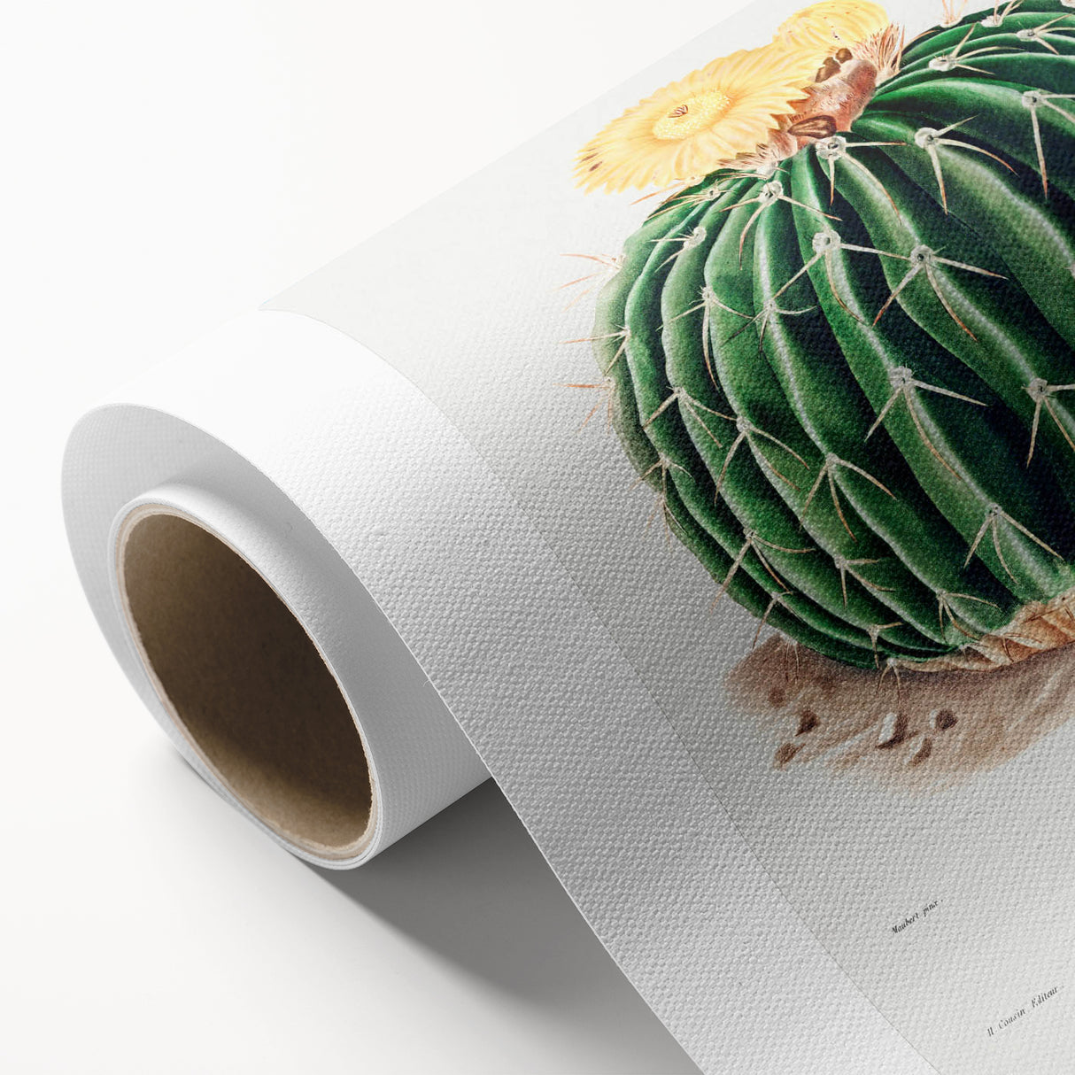 Classic Romantic Paintings: Parodia Sellowii Floral Wall Art