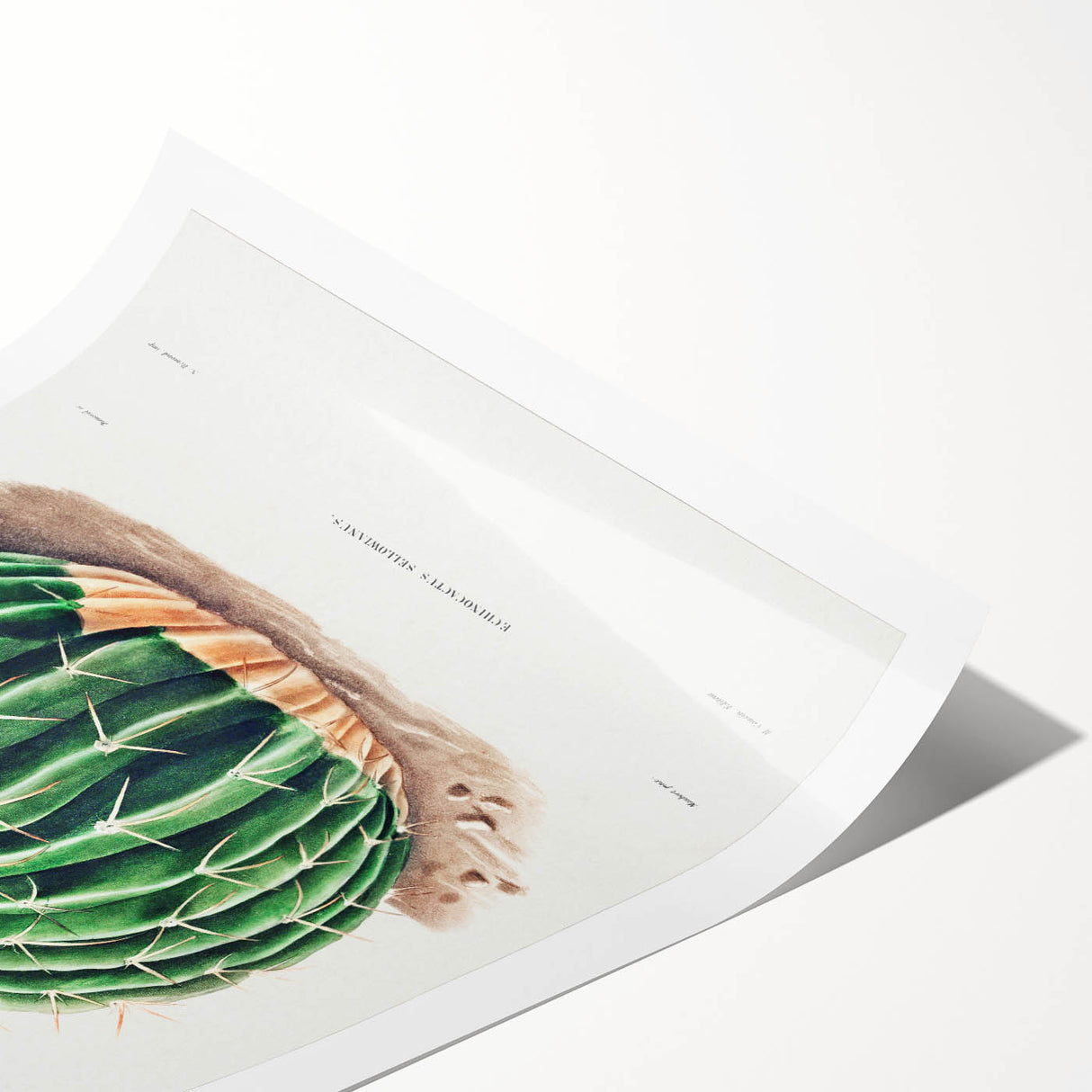 Classic Romantic Paintings: Parodia Sellowii Floral Wall Art