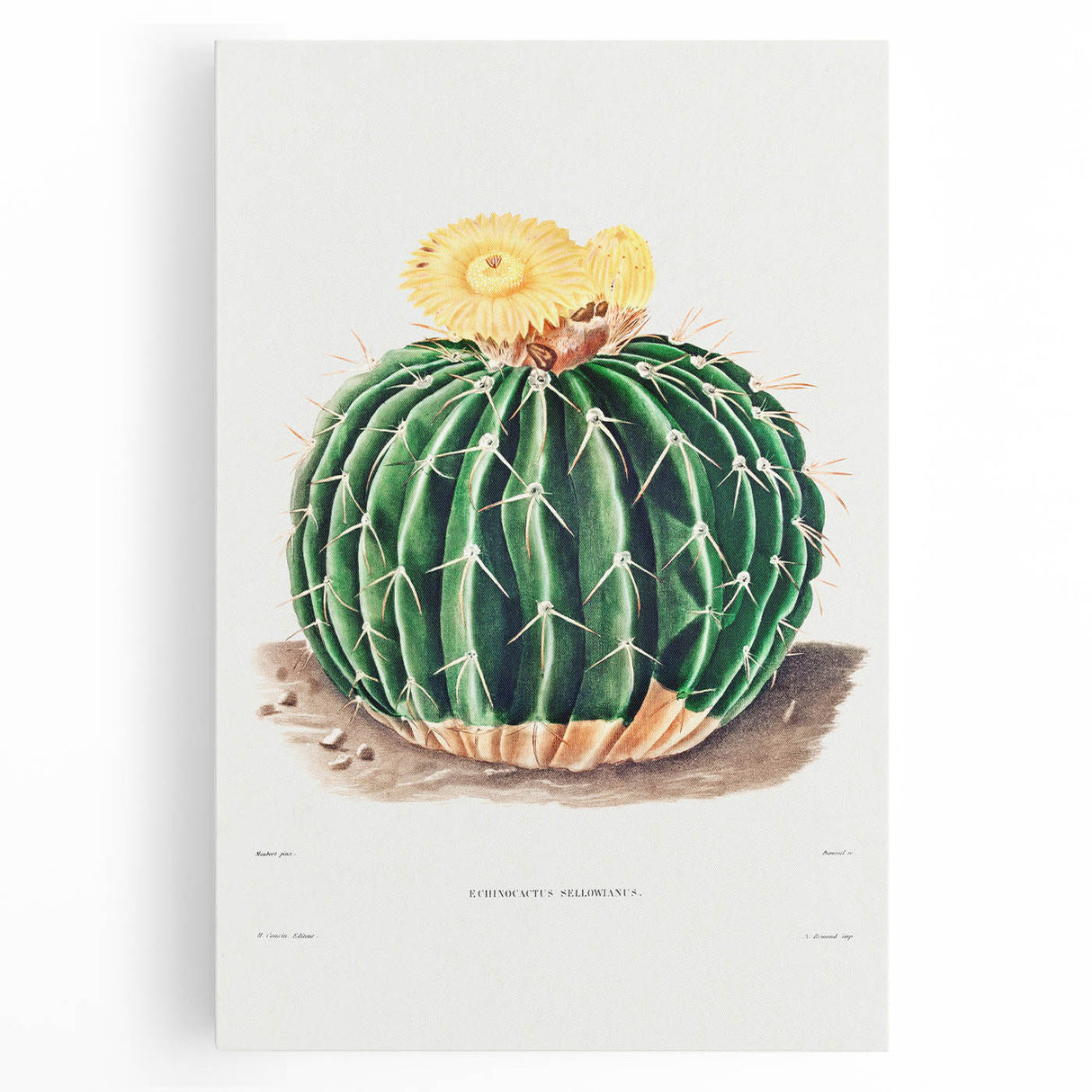 Classic Romantic Paintings: Parodia Sellowii Floral Wall Art