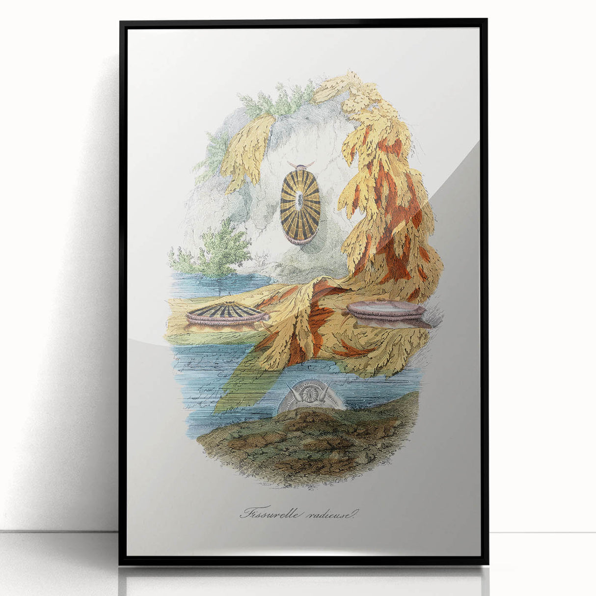 Romanticism Art: Volcano Limpet Snail Wall Art for Home Decor