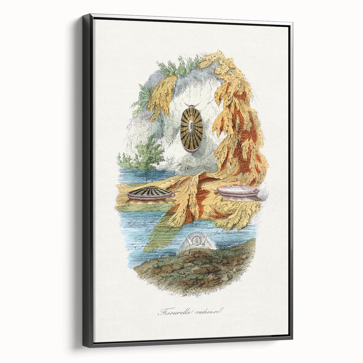 Romanticism Art: Volcano Limpet Snail Wall Art for Home Decor