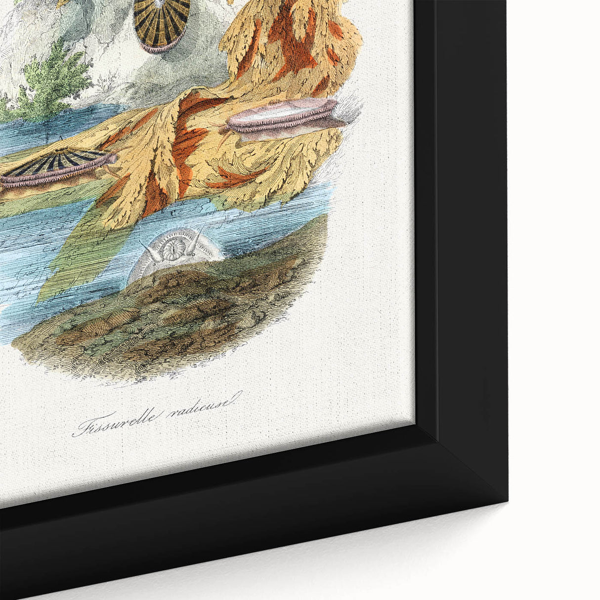 Romanticism Art: Volcano Limpet Snail Wall Art for Home Decor