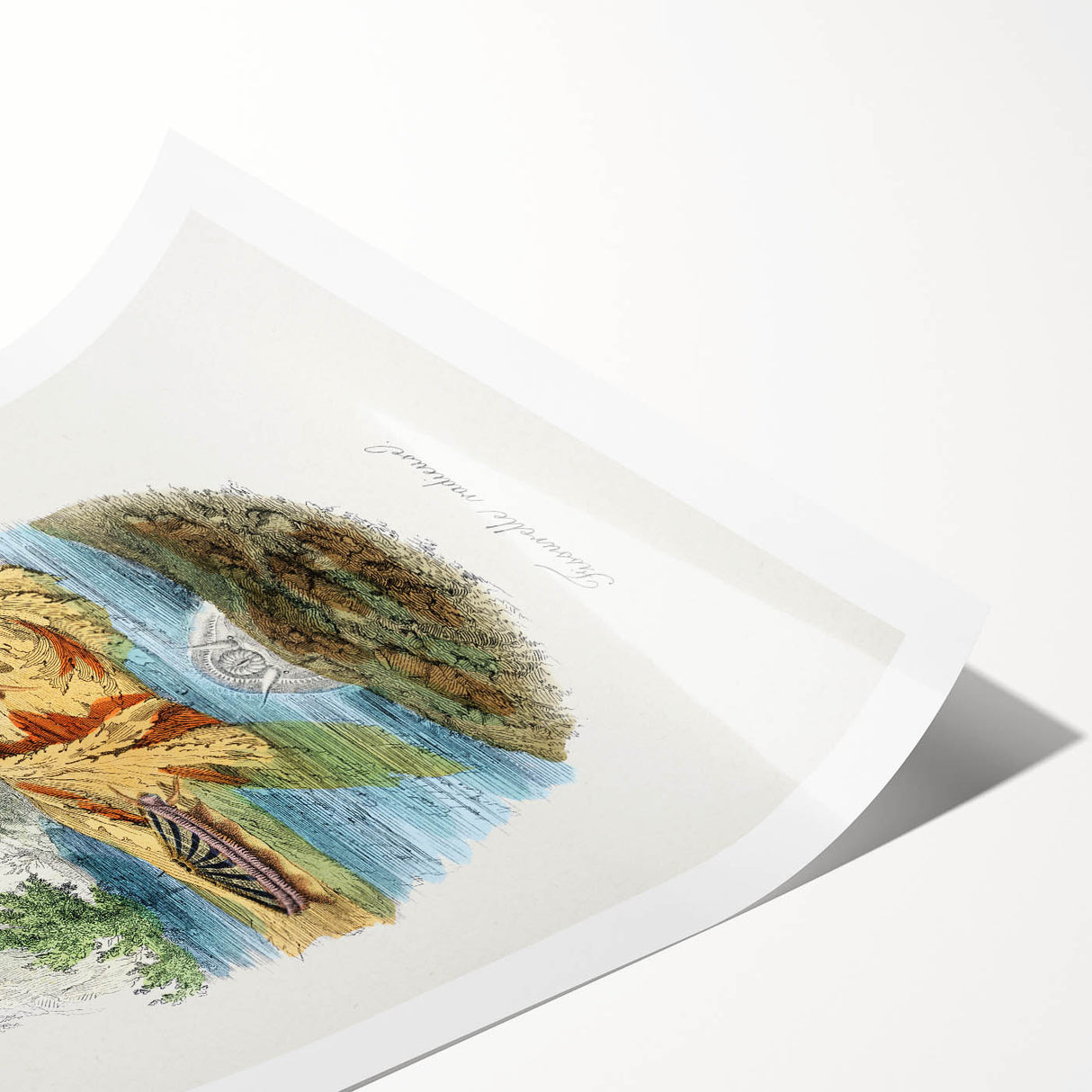 Romanticism Art: Volcano Limpet Snail Wall Art for Home Decor