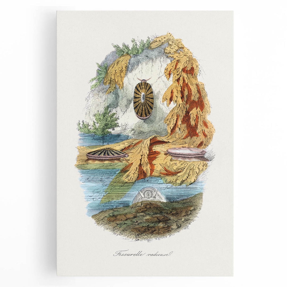 Romanticism Art: Volcano Limpet Snail Wall Art for Home Decor