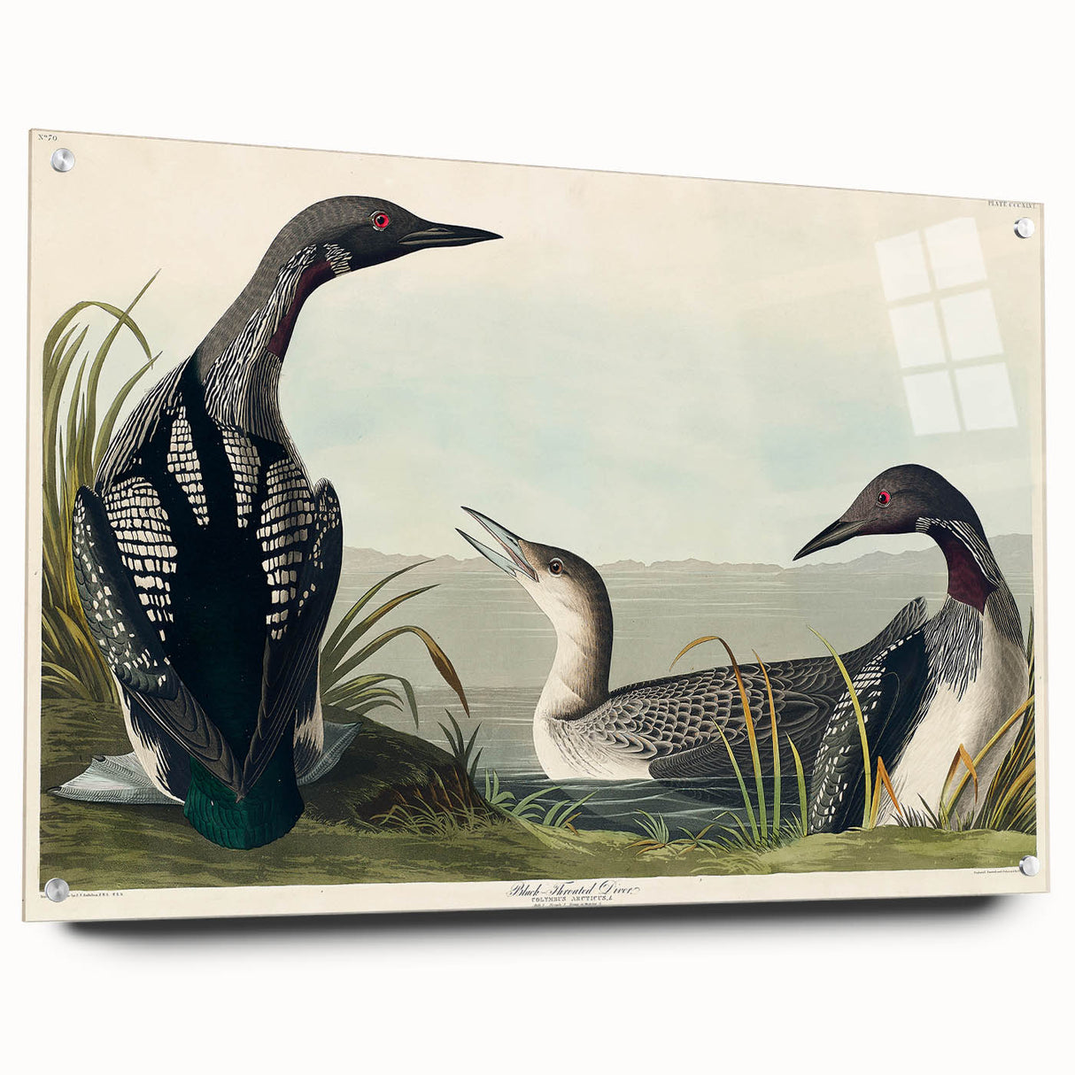 Romanticism Art: Black-Throated Diver Wall Art for Home