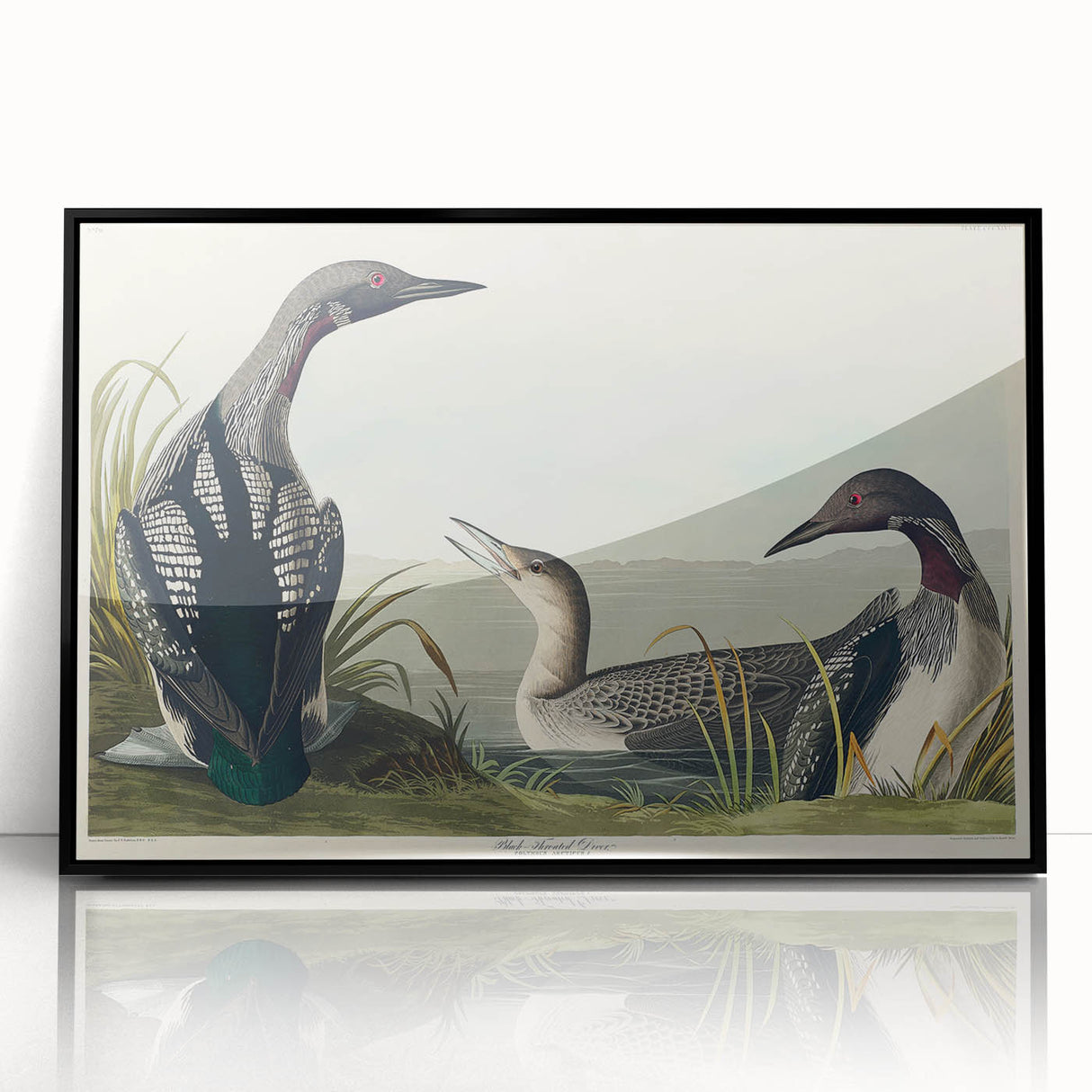 Romanticism Art: Black-Throated Diver Wall Art for Home