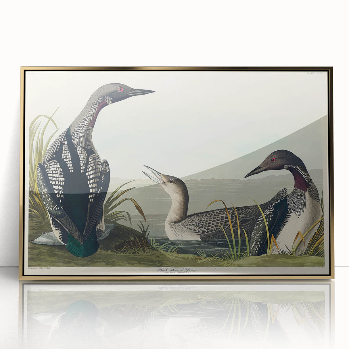 Romanticism Art: Black-Throated Diver Wall Art for Home