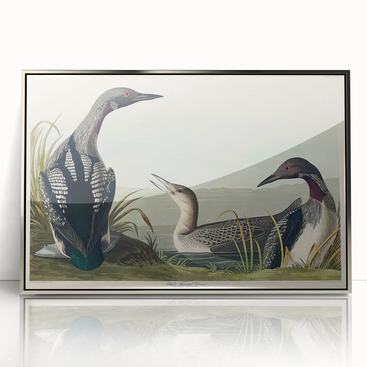 Romanticism Art: Black-Throated Diver Wall Art for Home