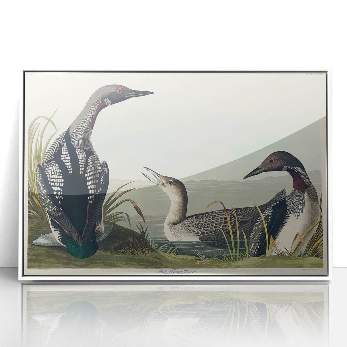Romanticism Art: Black-Throated Diver Wall Art for Home