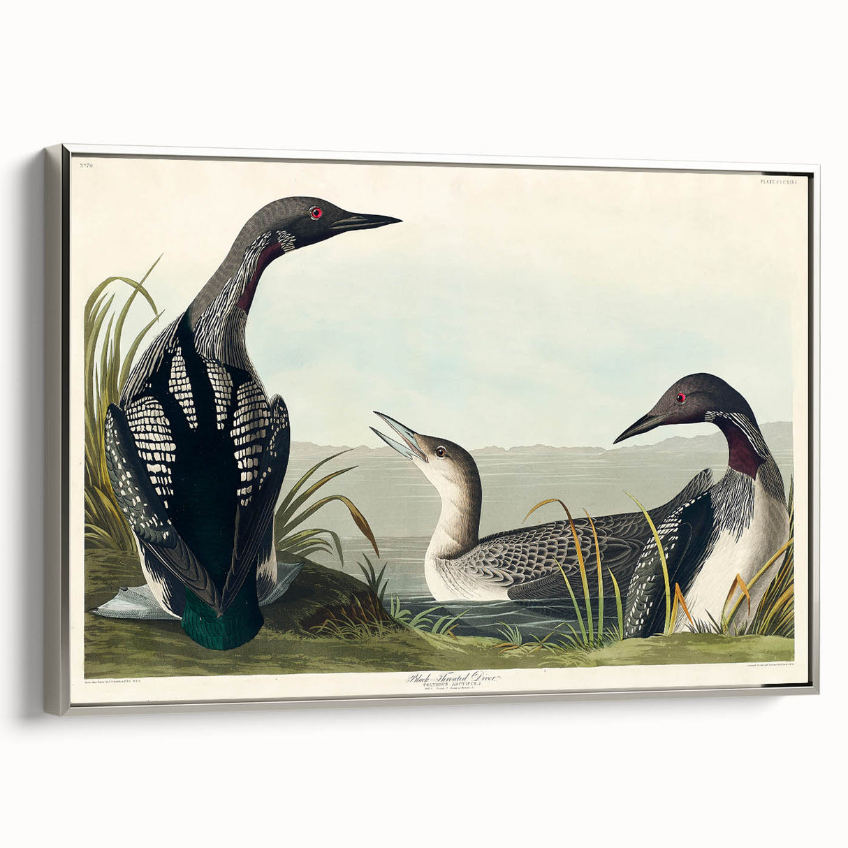 Romanticism Art: Black-Throated Diver Wall Art for Home