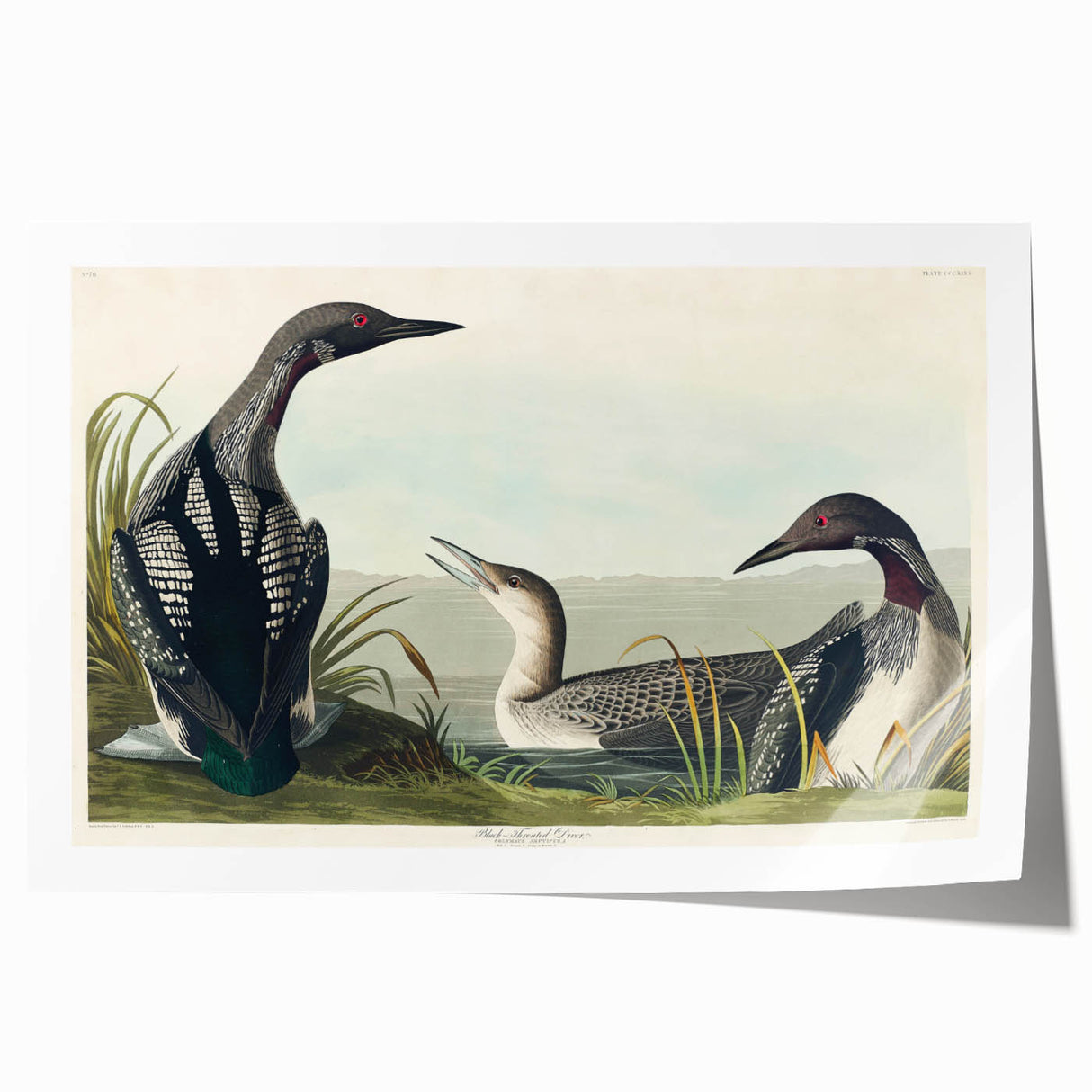 Romanticism Art: Black-Throated Diver Wall Art for Home