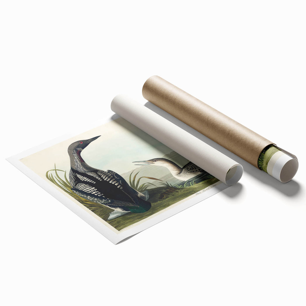 Romanticism Art: Black-Throated Diver Wall Art for Home