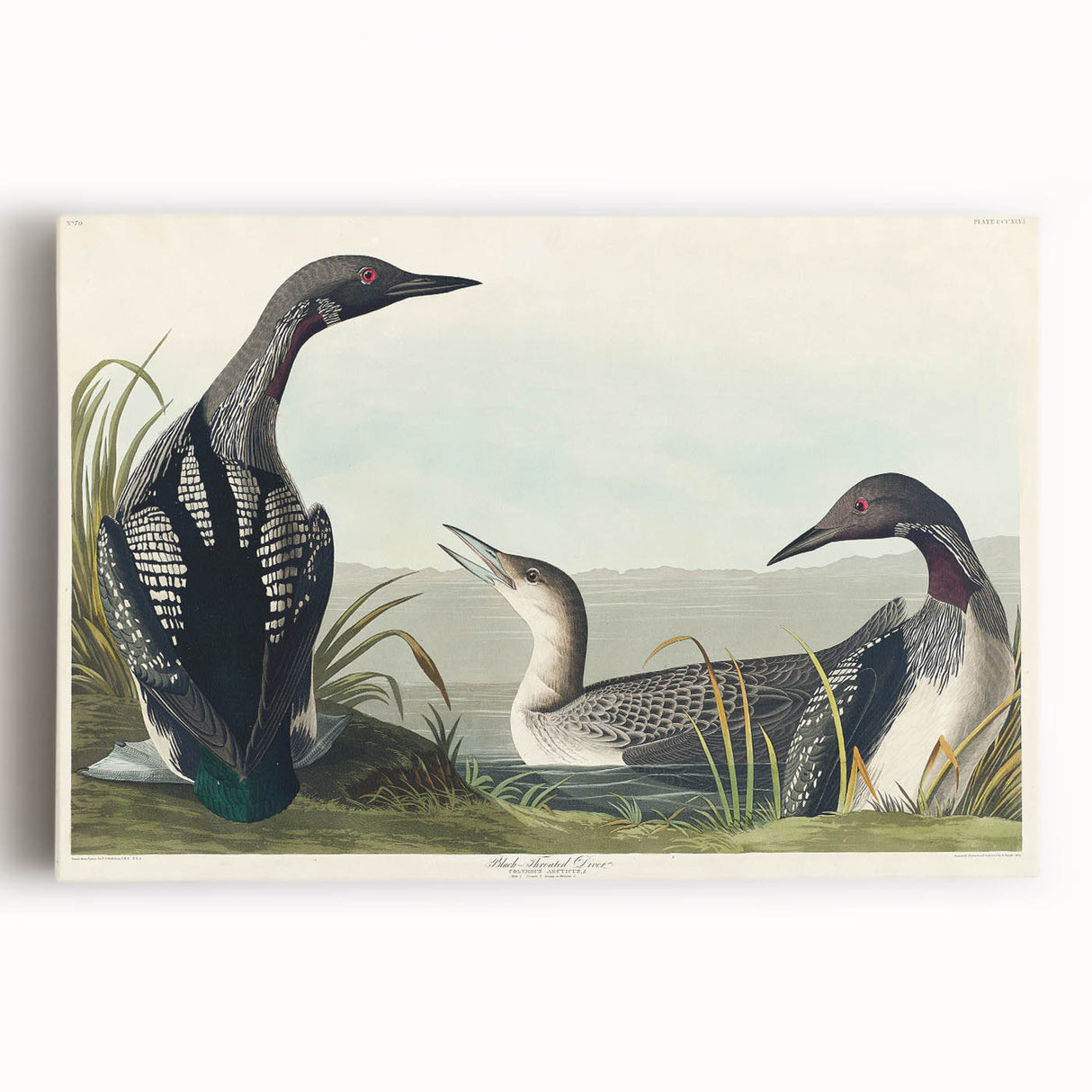 Romanticism Art: Black-Throated Diver Wall Art for Home