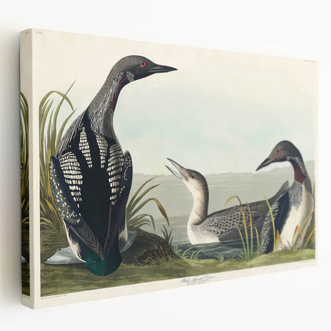 Romanticism Art: Black-Throated Diver Wall Art for Home