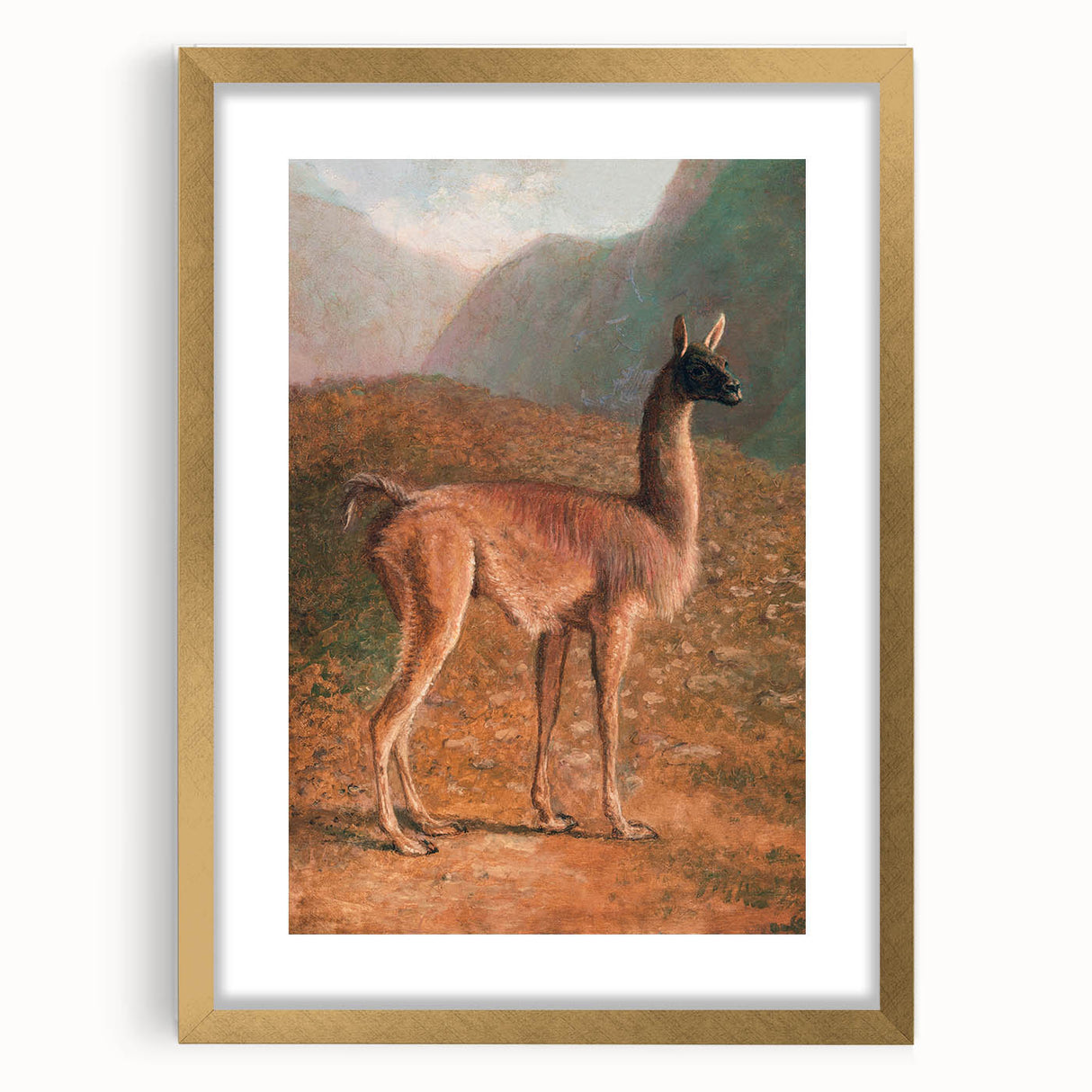 Romanticism Art: Guanaco by Agasse - Classic Wildlife Canvas Print