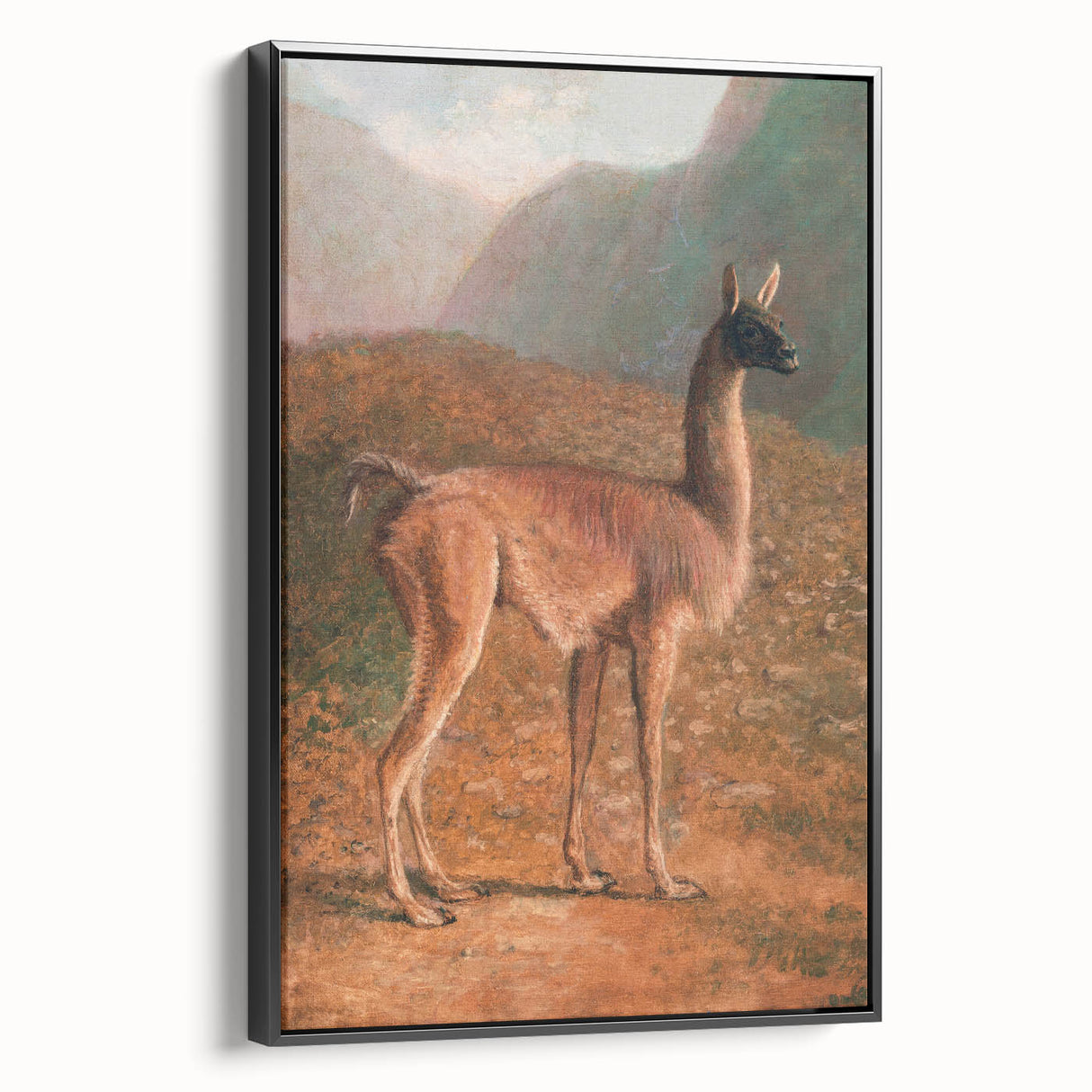 Romanticism Art: Guanaco by Agasse - Classic Wildlife Canvas Print