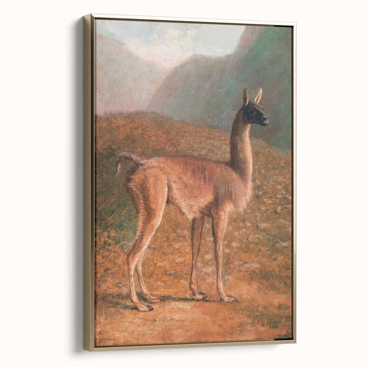 Romanticism Art: Guanaco by Agasse - Classic Wildlife Canvas Print