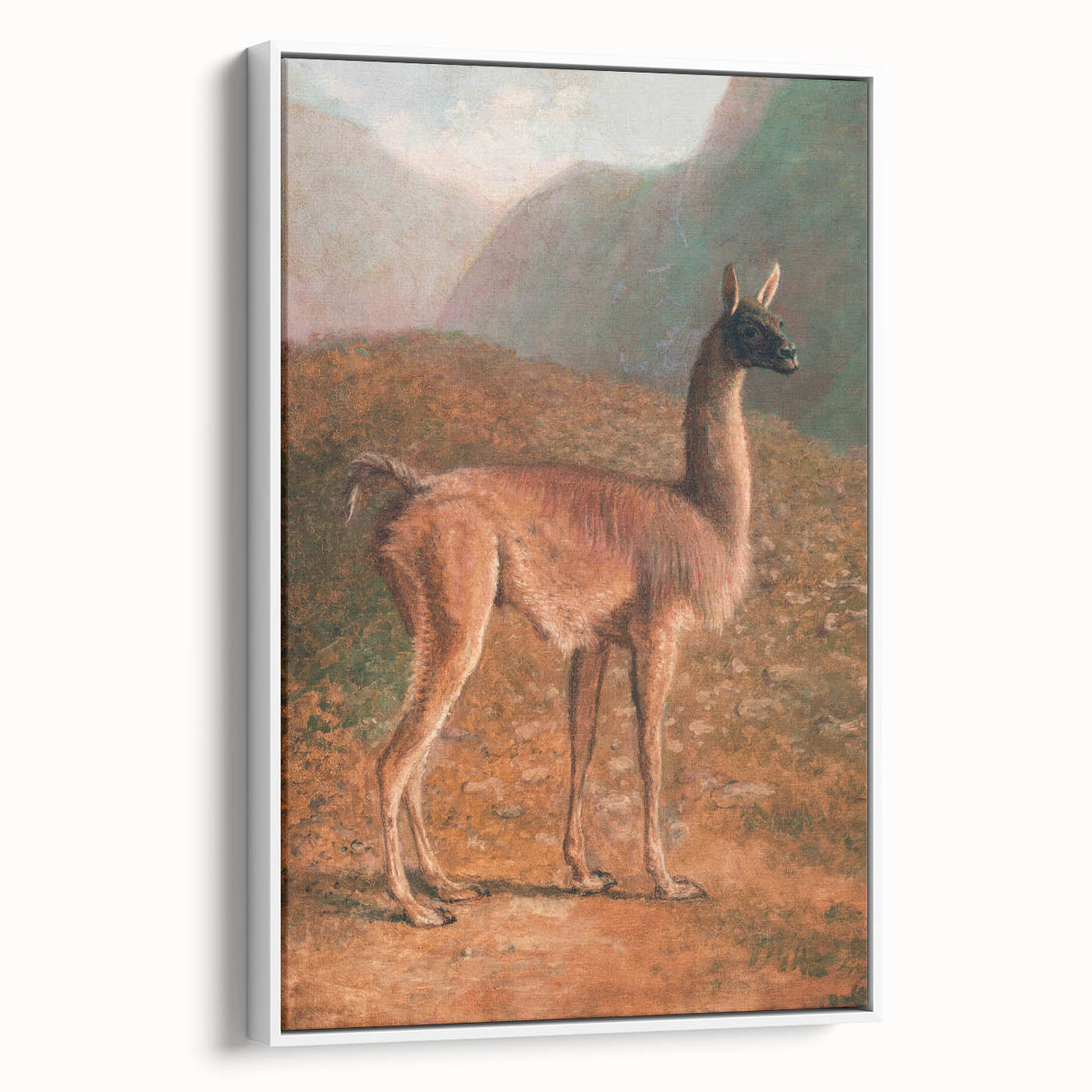 Romanticism Art: Guanaco by Agasse - Classic Wildlife Canvas Print