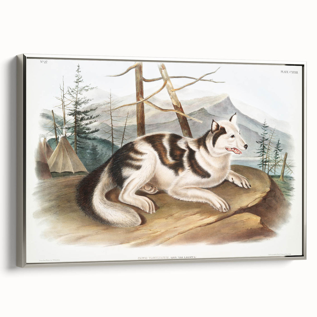 Romanticism Art: Hare Indian Dog by Audubon - Wildlife Canvas Print