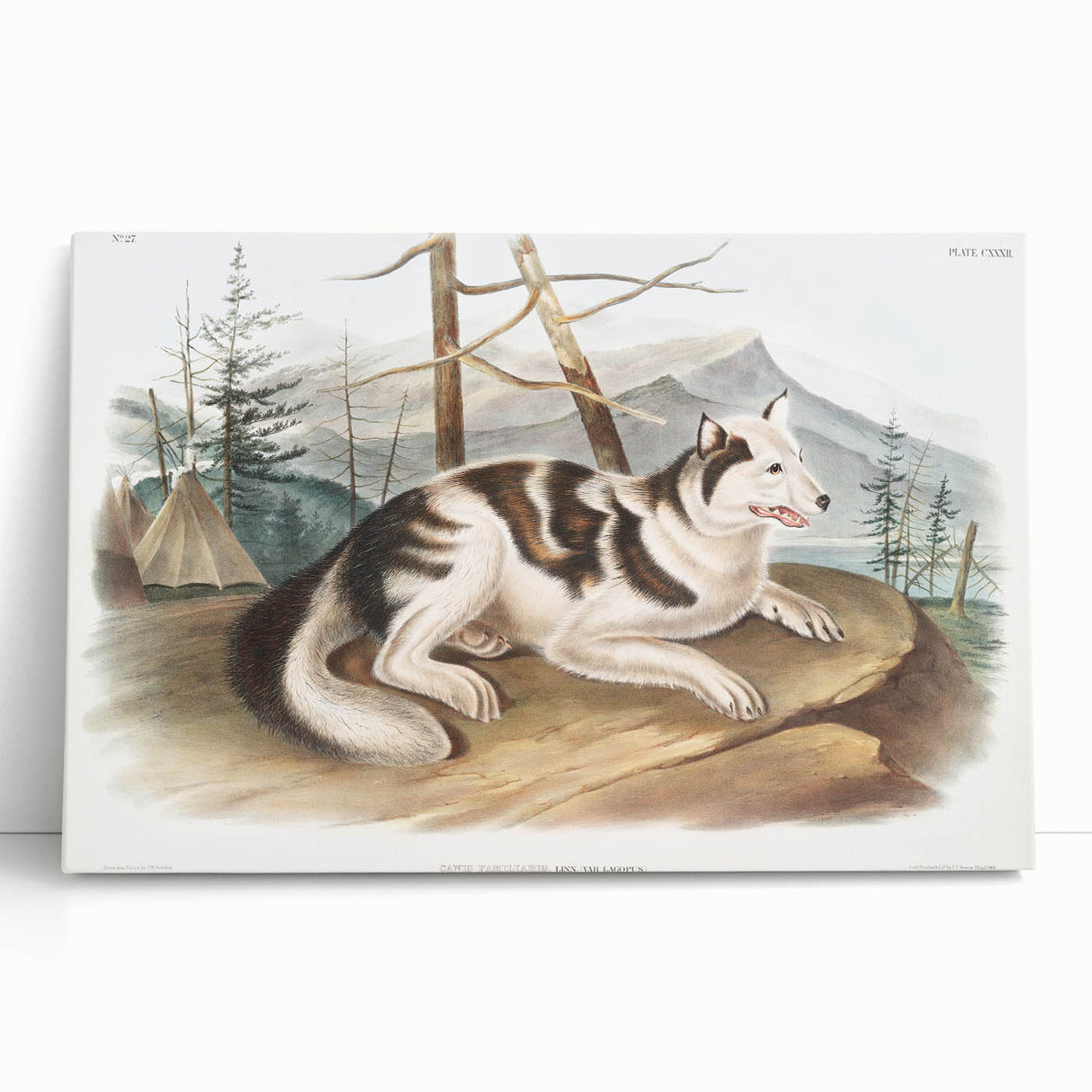 Romanticism Art: Hare Indian Dog by Audubon - Wildlife Canvas Print