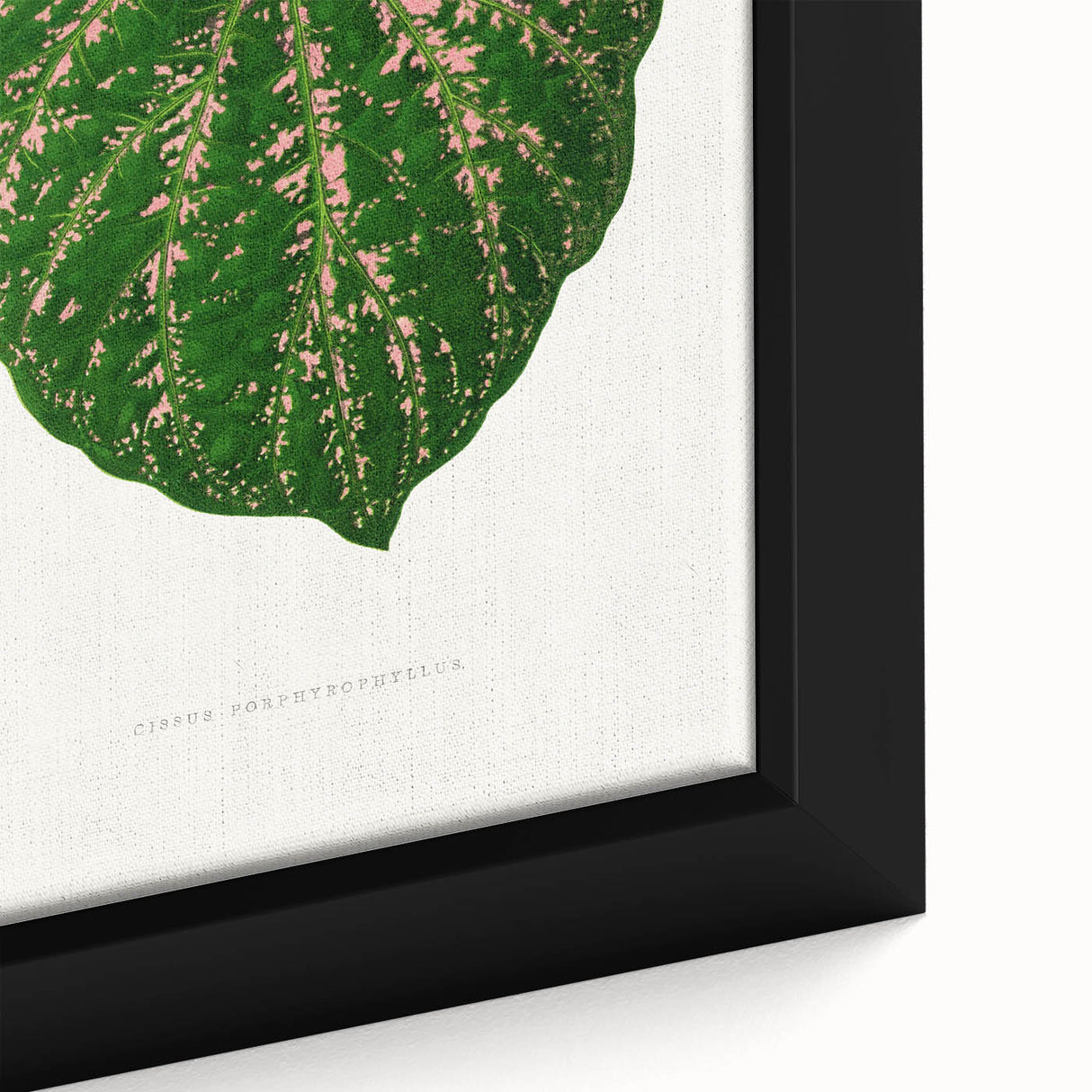 Romanticism Art: Cissus Porphyrophyllus Leaf - Botanical Canvas Print