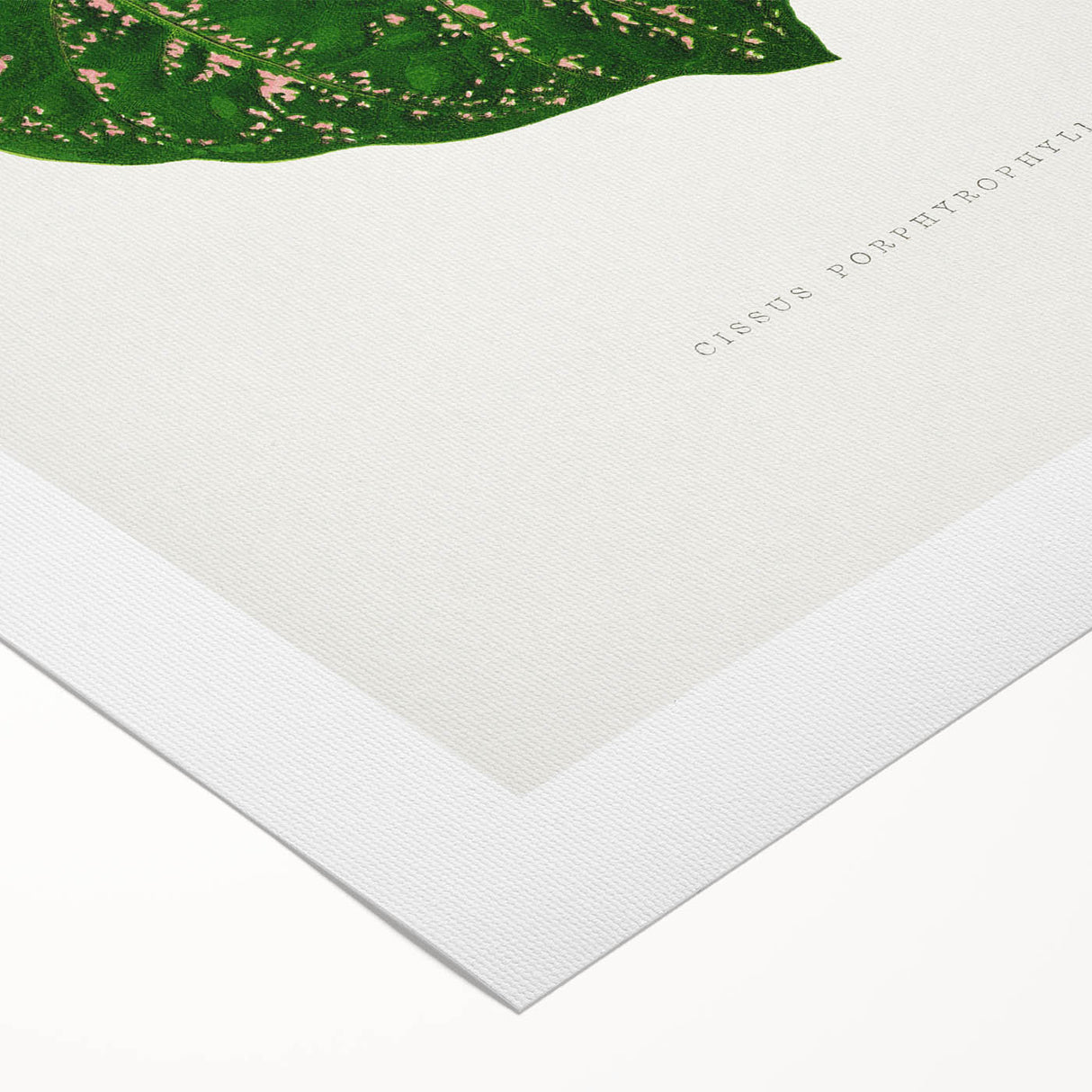 Romanticism Art: Cissus Porphyrophyllus Leaf - Botanical Canvas Print