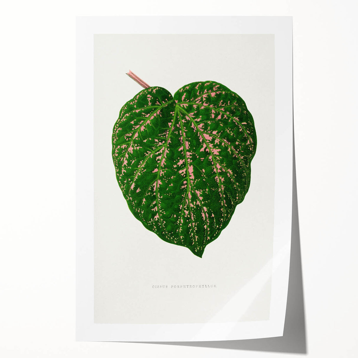Romanticism Art: Cissus Porphyrophyllus Leaf - Botanical Canvas Print